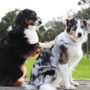 Fizjoterapia psów – co musisz o niej wiedzieć?