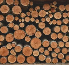 Rodzaje drewna do pergoli: które gatunki są najlepsze? Rodzaje drewna do pergoli: które gatunki są najlepsze?