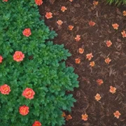 Kora sosnowa ogrodowa — zalety i wady stosowania