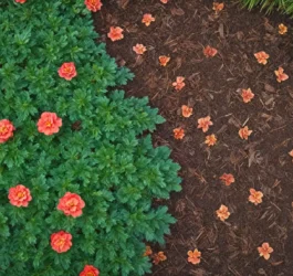 Kora sosnowa ogrodowa — zalety i wady stosowania